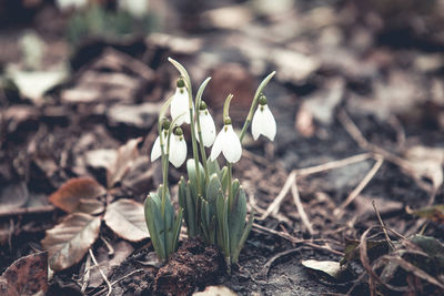 Close-up of white flowering plants on field