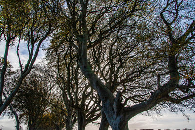 Low angle view of trees against sky