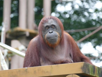 Portrait of gorilla at zoo