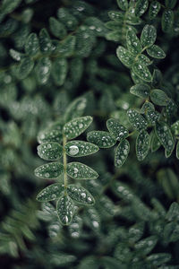 Close-up of raindrops on leaves