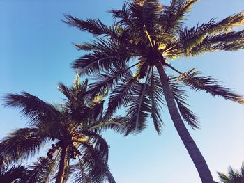 Low angle view of palm tree against clear sky