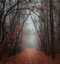 Footpath amidst trees in forest during autumn