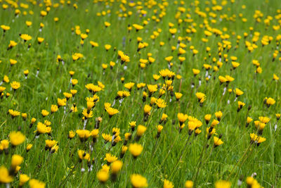 Close-up of yellow flowering plants on field