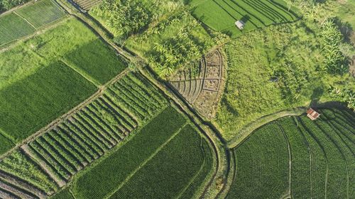 High angle view of corn field