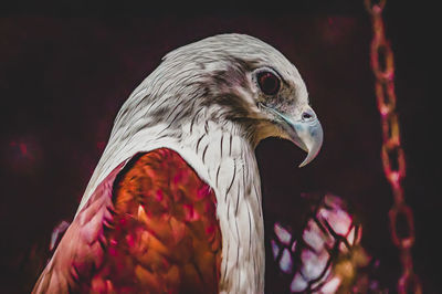 Close-up of a bird