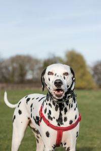 Portrait of dog on field