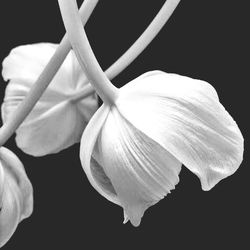 Close-up of white flower