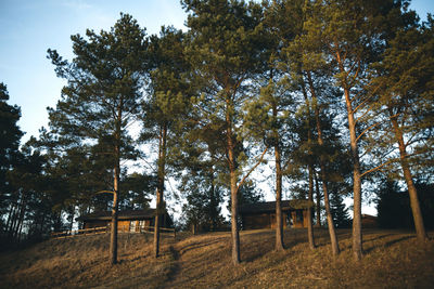 Low angle view of trees against sky