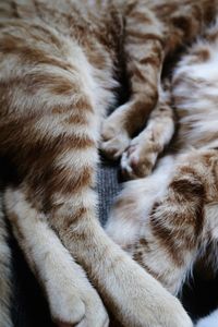 Sleeping orange kittens