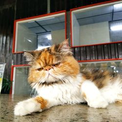 Close-up portrait of a cat