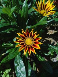 Close-up of yellow flowering plant