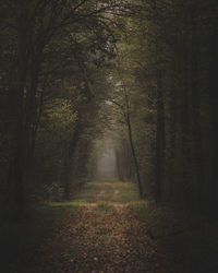 Trees in forest