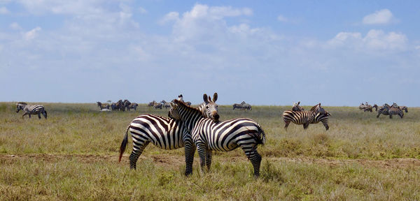 Animals grazing on field