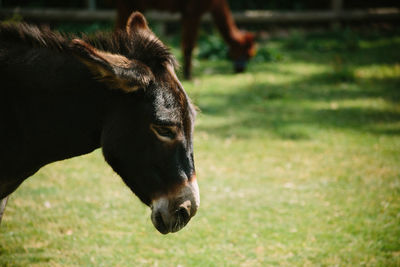 Close-up of a horse on field