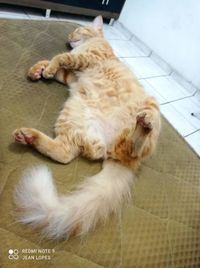 High angle view of cat sleeping on floor at home