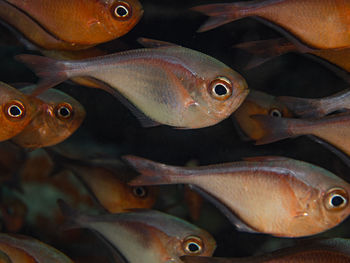 High angle view of fish swimming in water