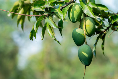 Close-up of fruit growing on tree