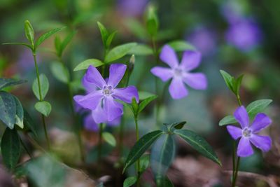 Close-up of purple flowers blooming outdoors