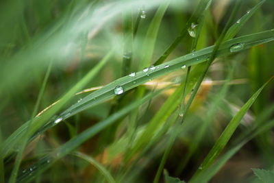 Close-up of water drops on leaf