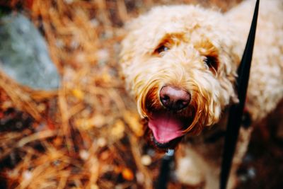 Close-up portrait of a dog