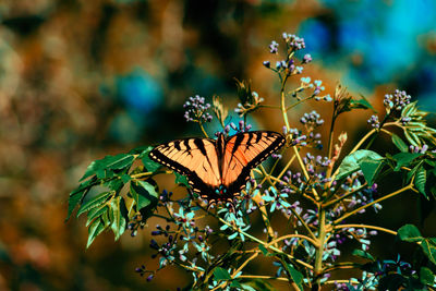 Close-up of butterfly on plant