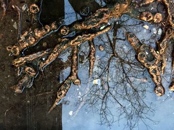 Close-up low angle view of tree