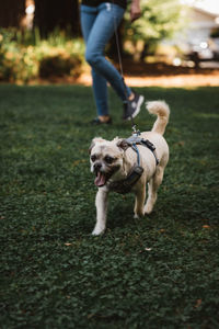 Low section of person walking with dog on grass