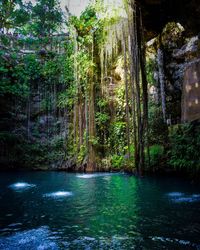 Scenic view of forest