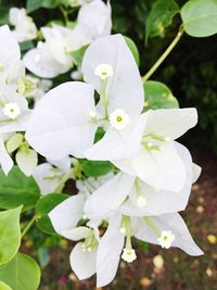 Close-up of white flowers blooming outdoors