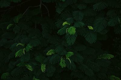 Green fern leaves in the forest abstract