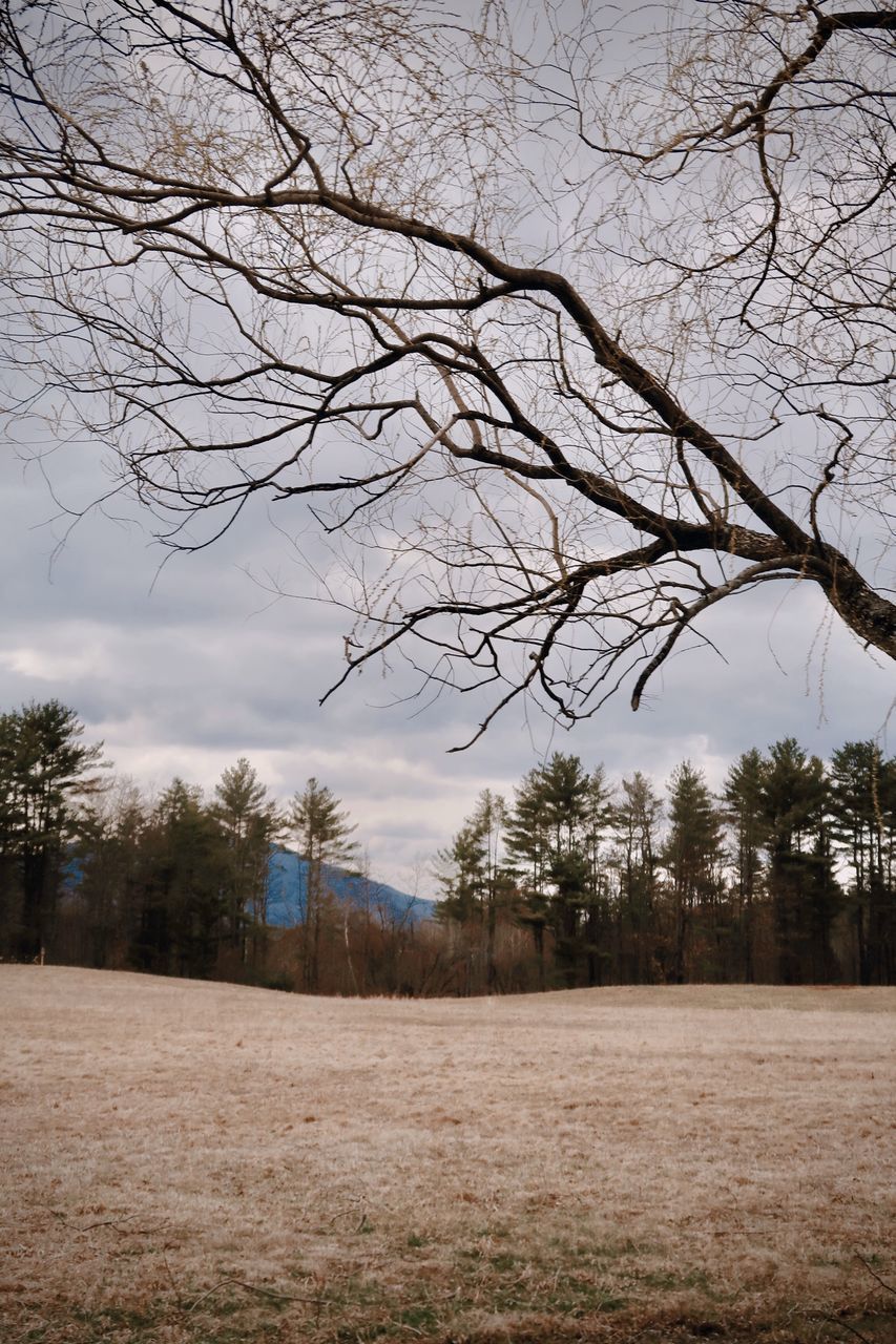 VIEW OF BARE TREES ON FIELD AGAINST SKY