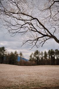 Bare trees on field against sky