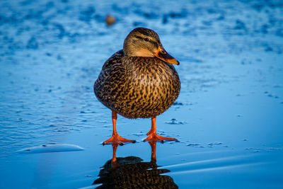 Close-up of duck