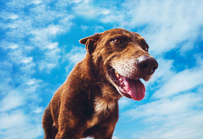 Low angle view of dog sticking out tongue against sky