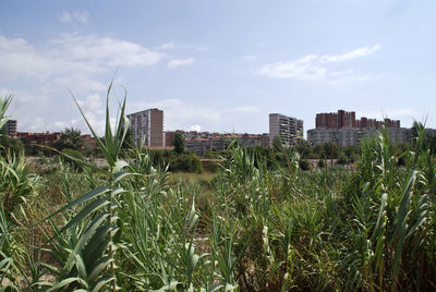 Plants growing on field against sky