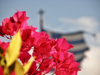 Close-up of pink flowers