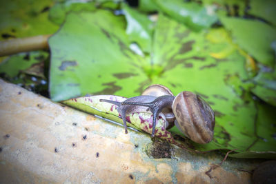 Close-up of frog on leaf