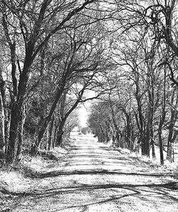 Bare trees in forest