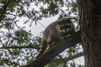 Low angle view of squirrel on tree