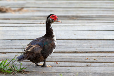 Close-up of a duck