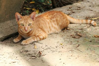 Portrait of cat lying