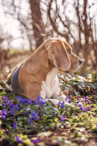 View of a dog on rock