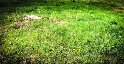 Trees on grassy field