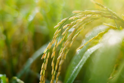 Close-up of fresh green plant