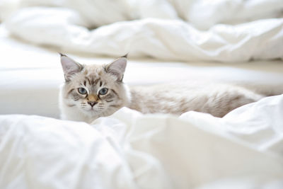 Close-up of cat lying on bed