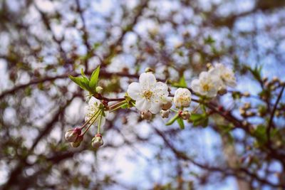 Low angle view of cherry blossoms in spring