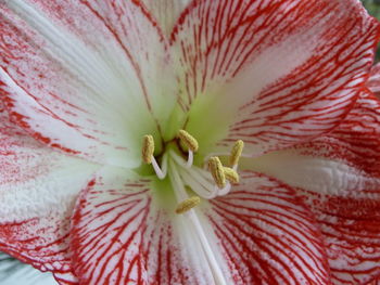 Full frame shot of white flower