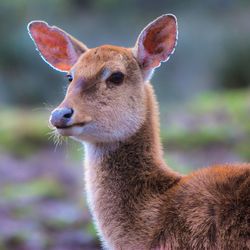 Close-up of an animal looking away