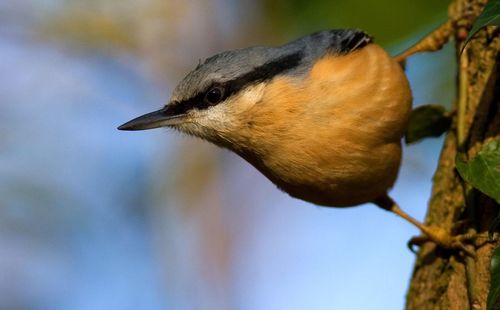 Close-up of bird perching on branch