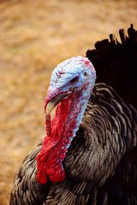 Close-up of a turkey hen